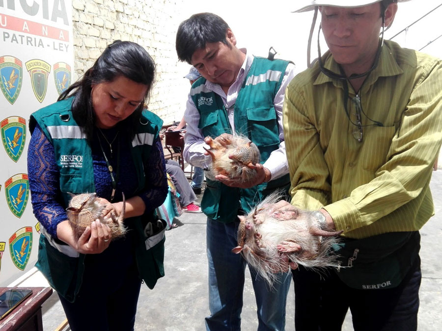 Sancionan a nueve personas por usar quirquinchos en rituales de Año Nuevo