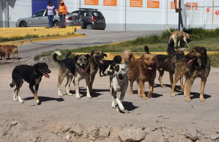 Registran más de 8 mil casos de mordeduras de canes en Arequipa