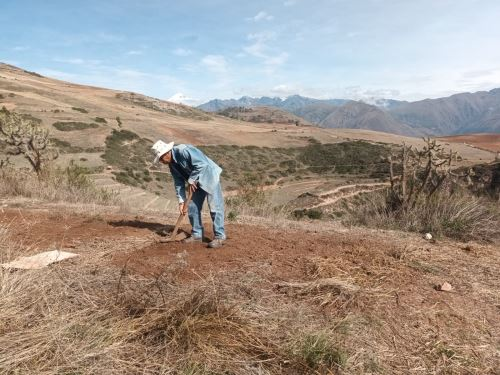 Inician recuperación de andenes de Moray afectados por  caída de auto