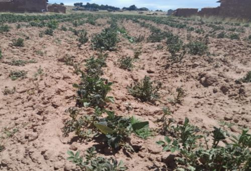 Senamhi: bajas temperaturas y escasas lluvias afectan campaña agrícola