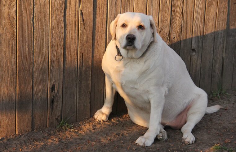 Cada vez hay más mascotas obesas por el descuido sus dueños