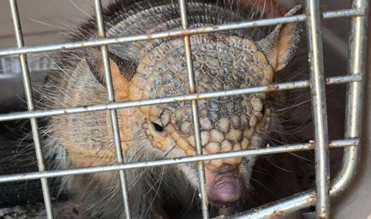 El quirquincho, víctima de supersticiones en estas fiestas