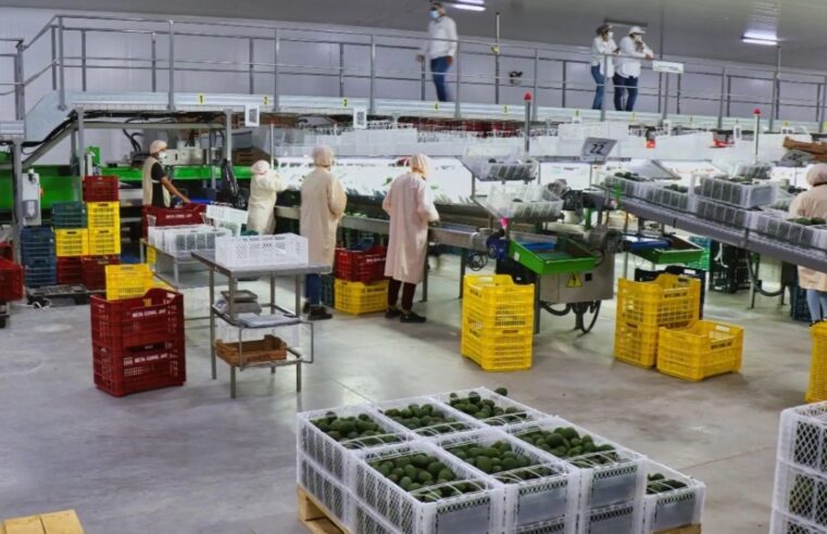 Cantidad de empresas exportadoras peruanas creció 2.6% en 2025