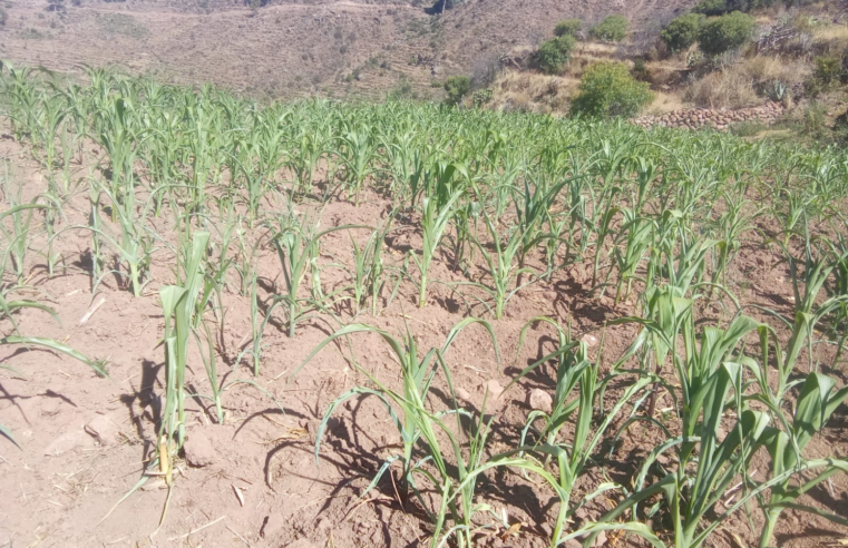 Lluvias favorecen recuperación de la campaña agrícola 2025-2026