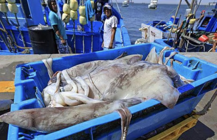 PBI del sector pesca  fue impulsado por mayor captura de anchoveta, pota y atún