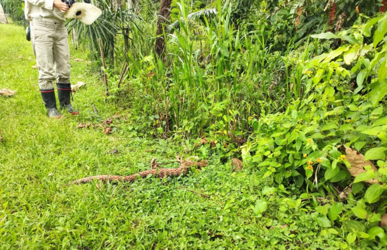 Rescatan y brindan atención a boa hallada en interior de vivienda