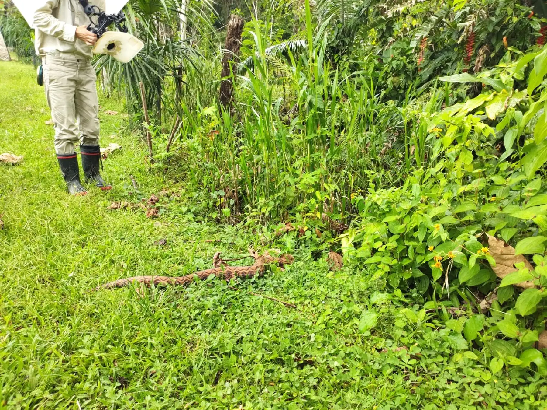 Rescatan y brindan atención a boa hallada en interior de vivienda