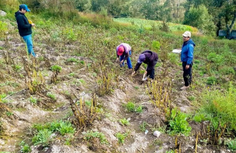 Seguro Agrícola prevé cobertura de 8000 hectáreas afectadas