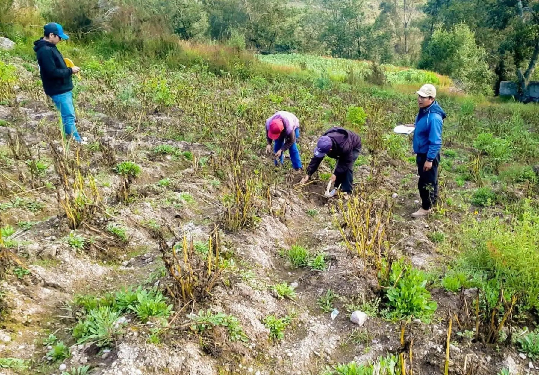 Seguro Agrícola prevé cobertura de 8000 hectáreas afectadas