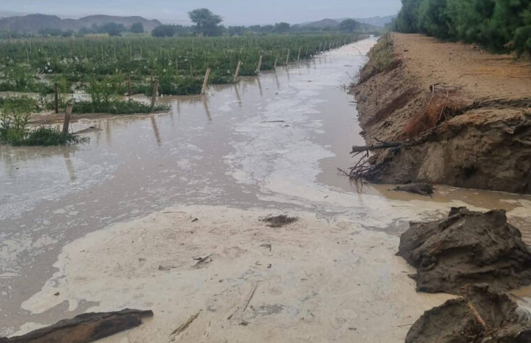 Pérdidas agrícolas en Arequipa superan las 500 hectáreas