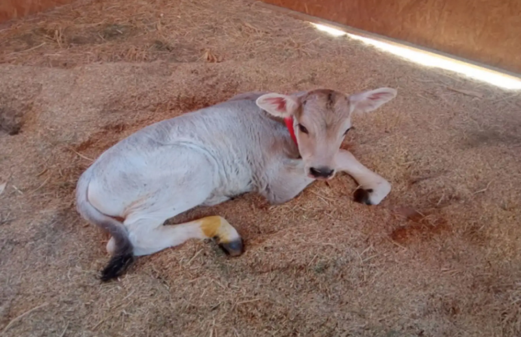 Arequipa: mediante inseminación artificial nació Samuel, ternero de raza Brown Swiss