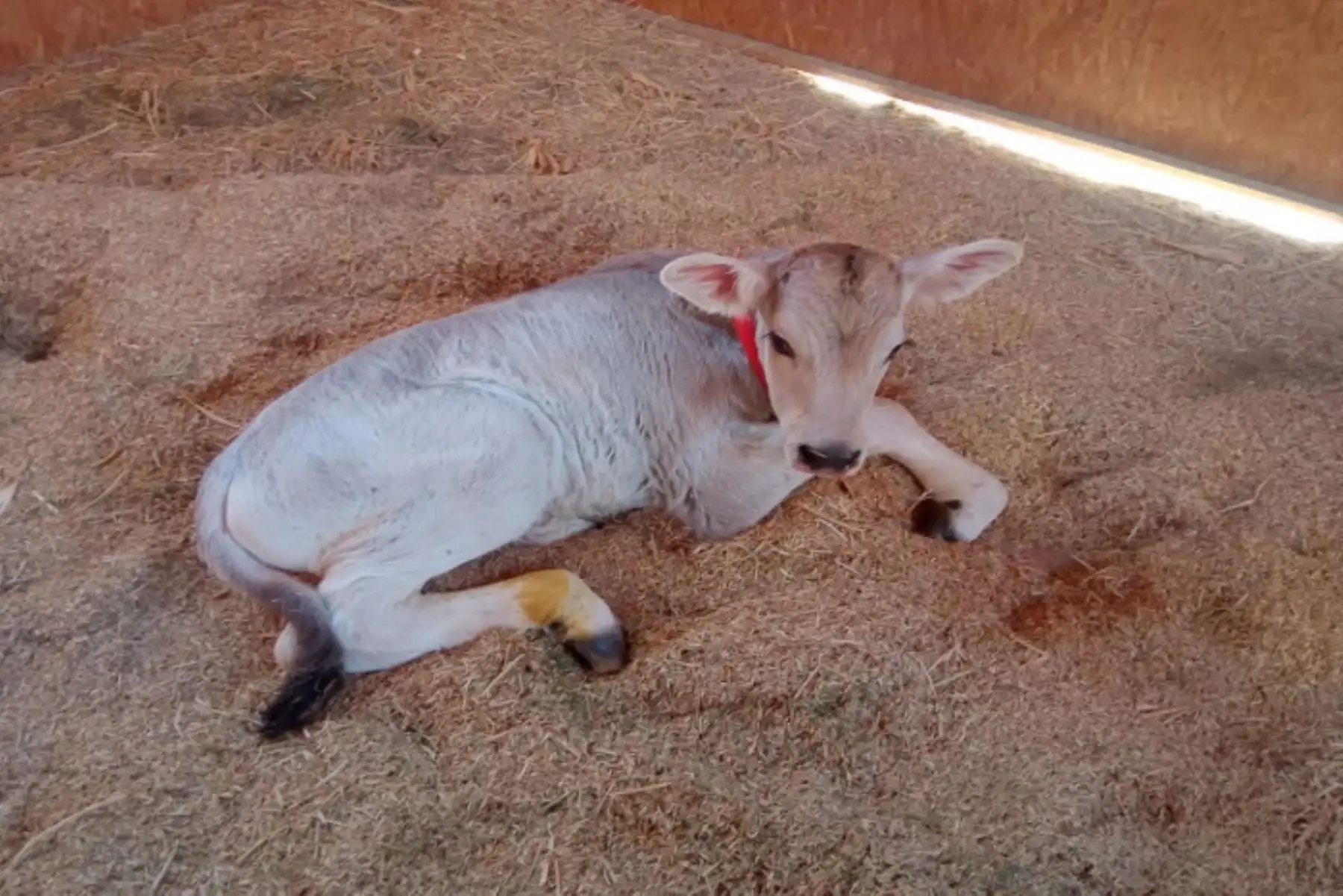 Arequipa: mediante inseminación artificial nació Samuel, ternero de raza Brown Swiss