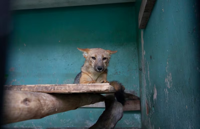 Run Run y familia conquistan corazones, miles visitan la Granja Porcón