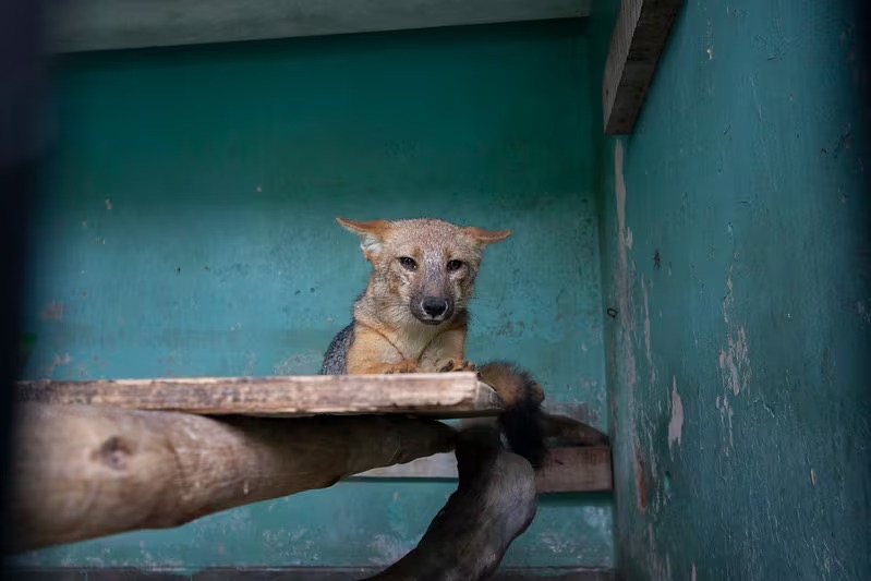 Run Run y familia conquistan corazones, miles visitan la Granja Porcón