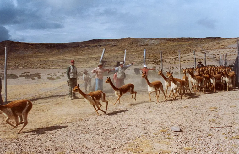 Unen esfuerzos para restaurar ecosistemas hídricos y proteger a la vicuña