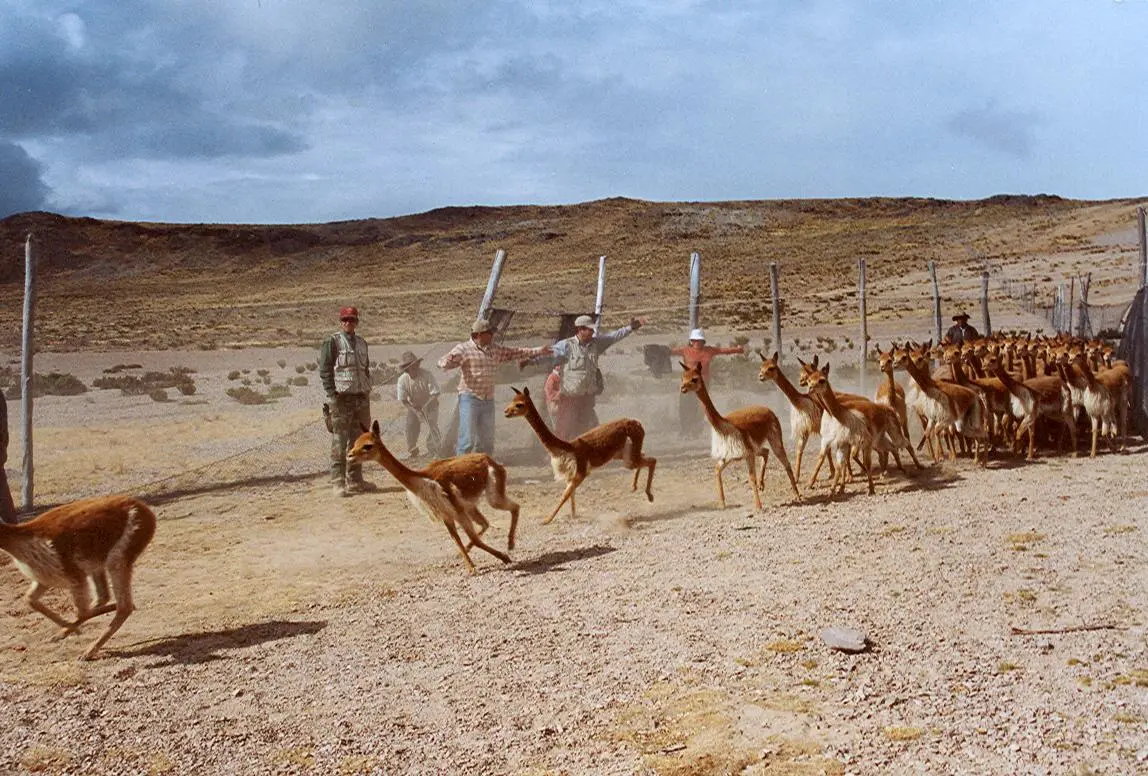 Unen esfuerzos para restaurar ecosistemas hídricos y proteger a la vicuña