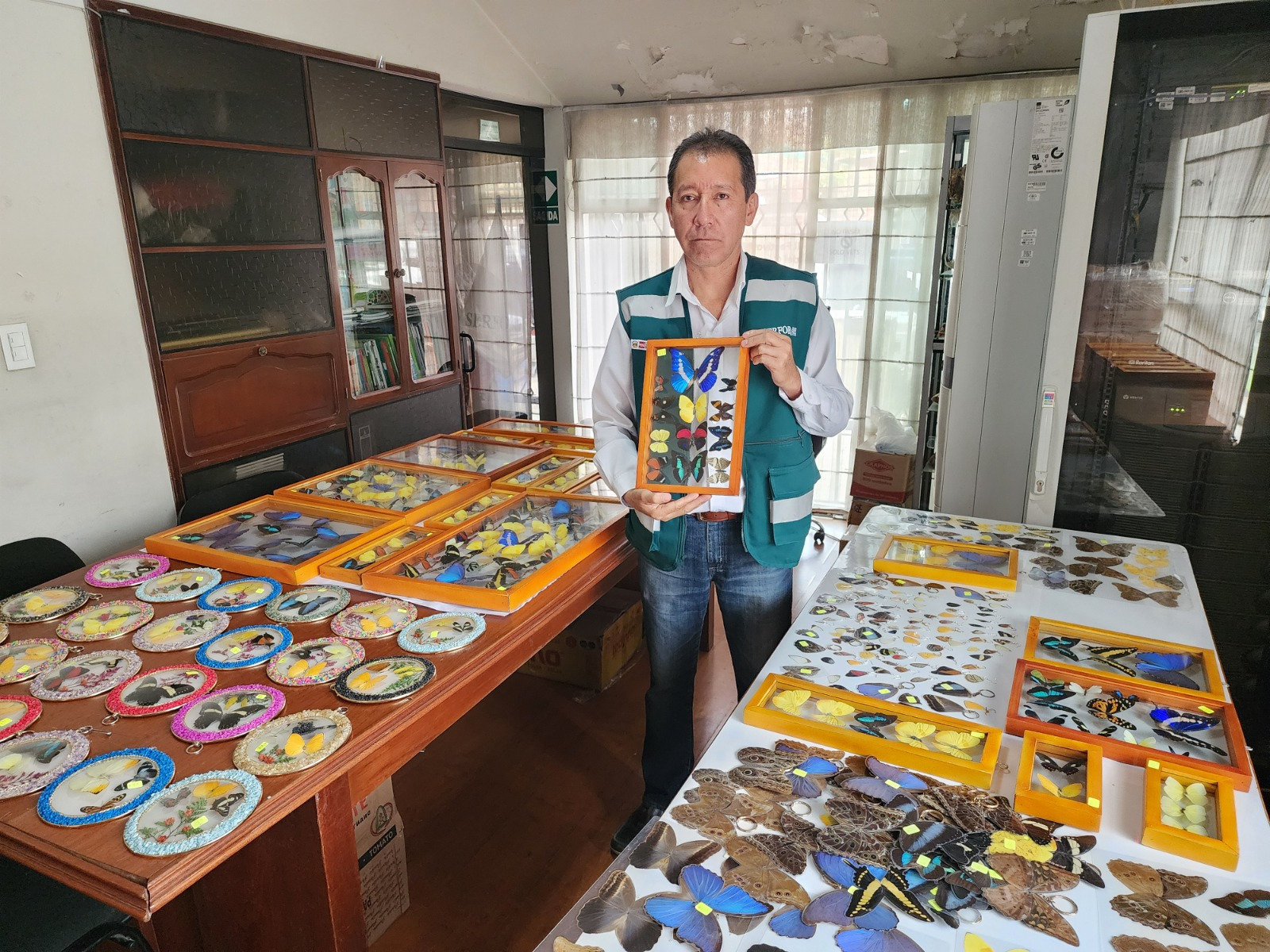 Serfor decomisa más de 700 mariposas disecadas vendidas ilegalmente en Mollendo.
