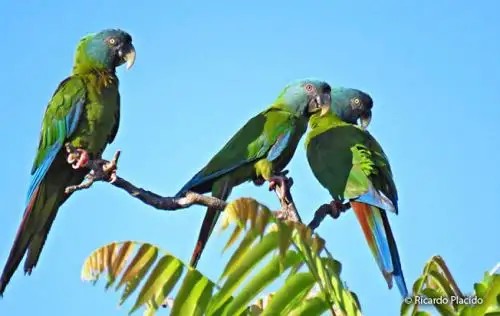 Estudio científico revela secretos de la crianza de guacamayos