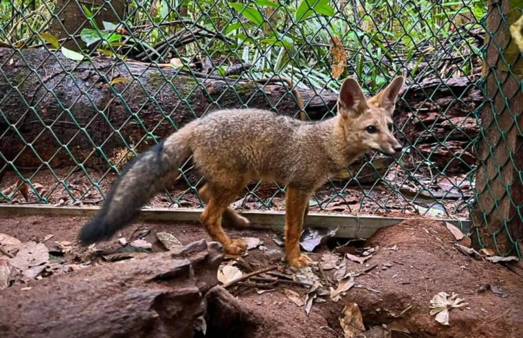 Zorro gris rescatado se prepara para volver a su hábita natural