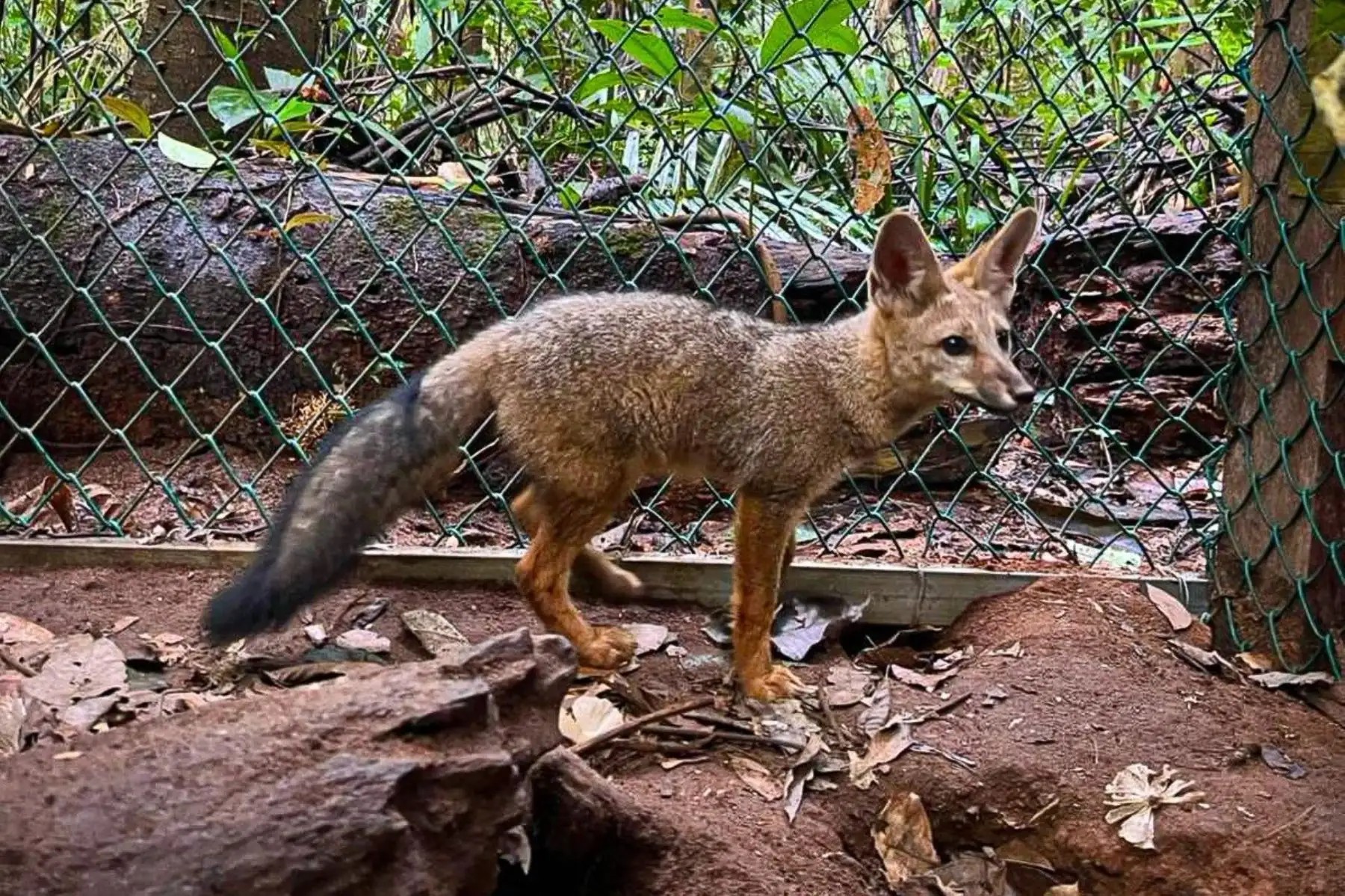 Zorro gris rescatado se prepara para volver a su hábita natural