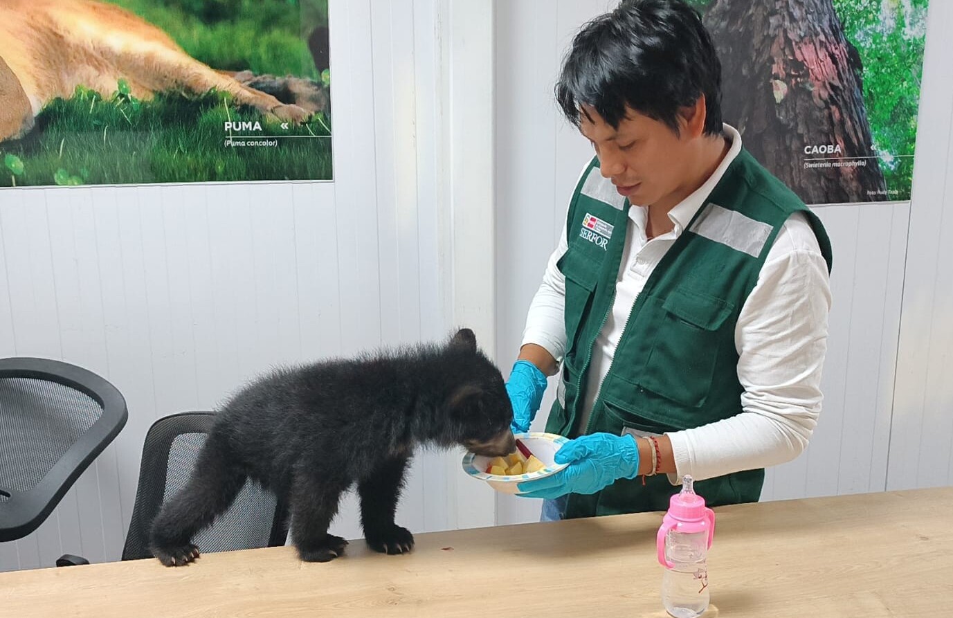 SERFOR rescata cría de oso andino en vivienda del distrito de Ayapata