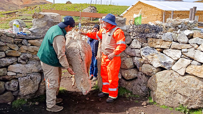 Gobierno impulsará mejoramiento genético de 6 000 alpacas