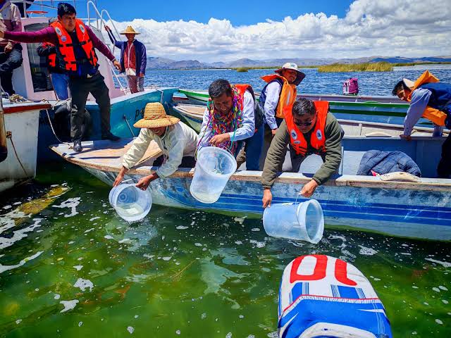 GR siembra más de 5 millones de alevinos de carachi en el Titicaca