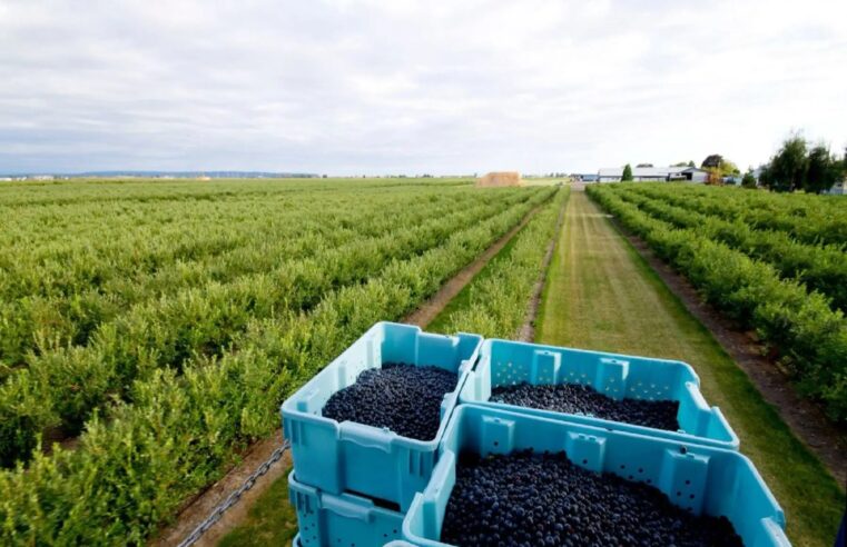 Agroexportaciones superan los USD 15 mil millones y consolidan presencia en Europa