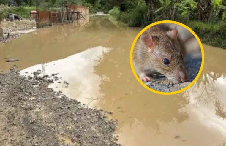 Minsa nueve fallecidos y más de 1 200 casos de leptospirosis en Perú