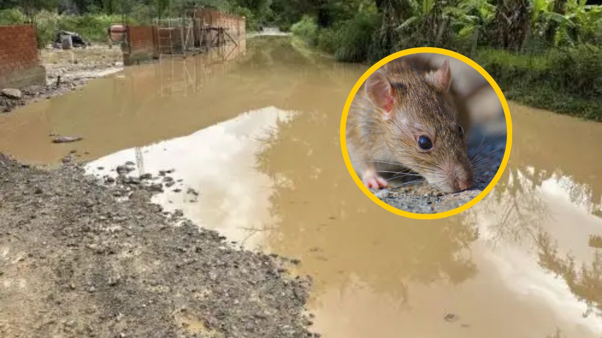 Minsa nueve fallecidos y más de 1 200 casos de leptospirosis en Perú
