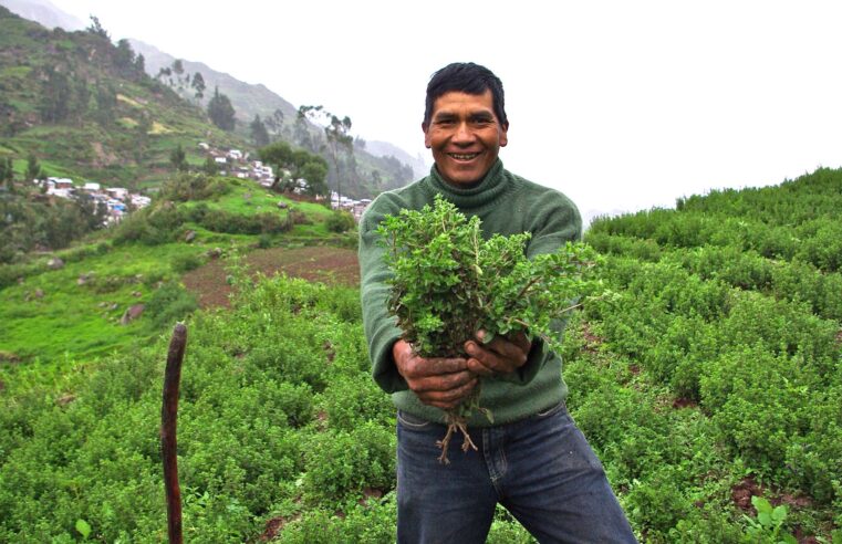 Arequipa impulsa exportación de orégano para alcanzar liderazgo nacional