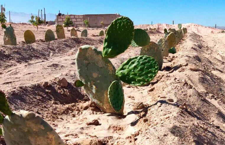 Más de 600 agricultores afectados por invasión de terrenos en la Pampa de la Estrella