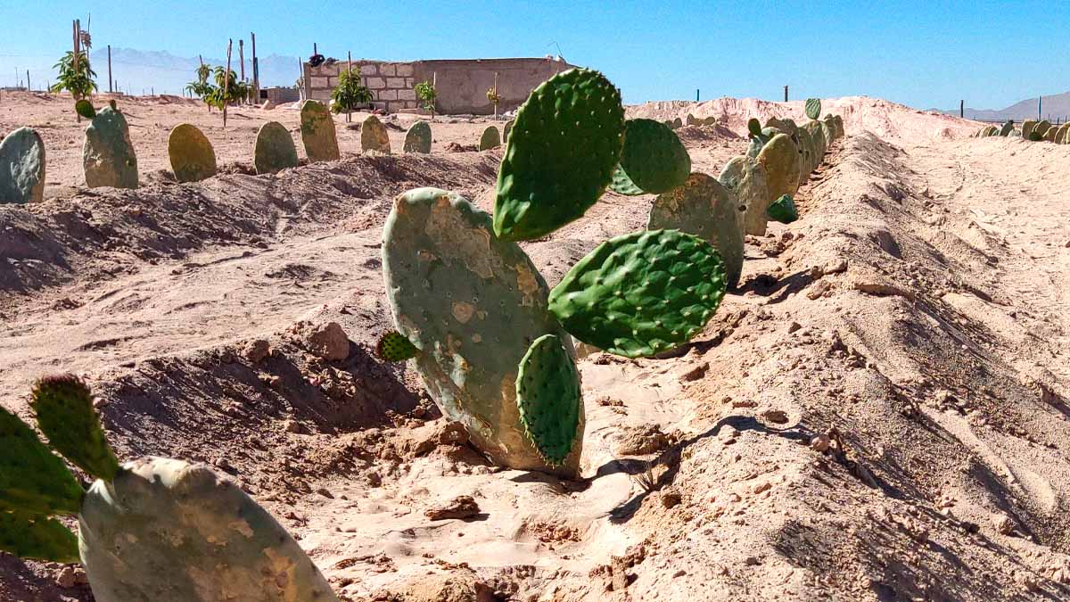 Más de 600 agricultores afectados por invasión de terrenos en la Pampa de la Estrella
