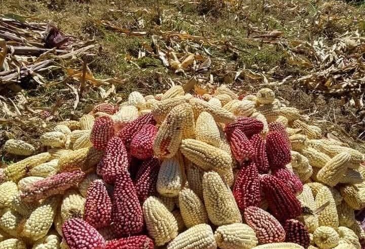 Arequipeños podrán disfrutar del tradicional maíz cabanita en festival gastronómico este 14 y 15 de marzo