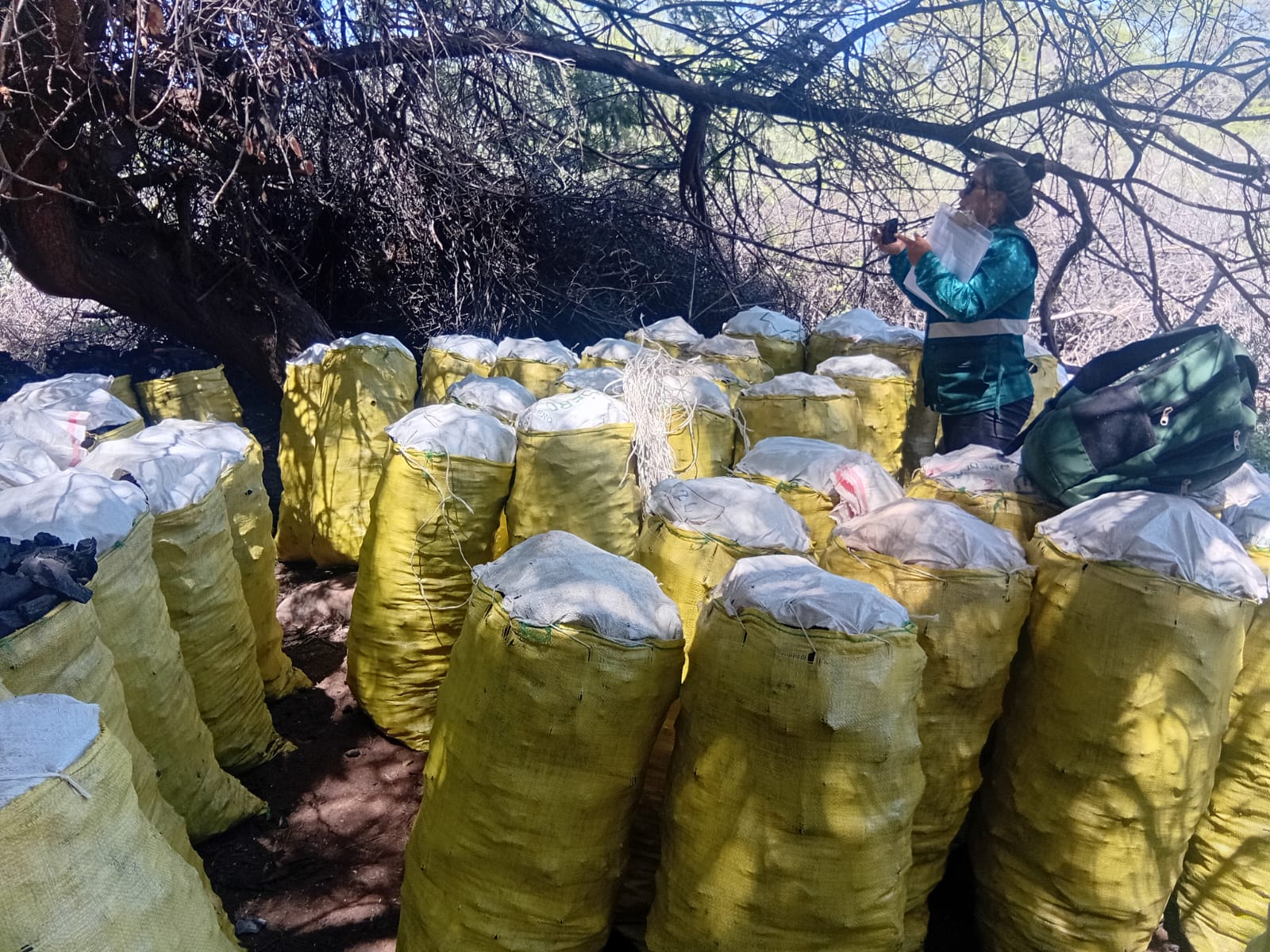 Decomisan casi 10 toneladas de carbón de huarango en operativo en Caravelí