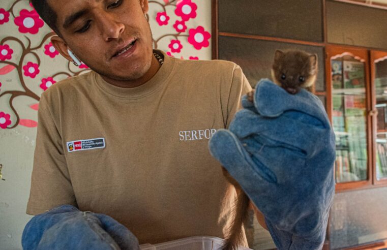 Rescatan hurón silvestre dentro de una vivienda en el Cercado de Arequipa