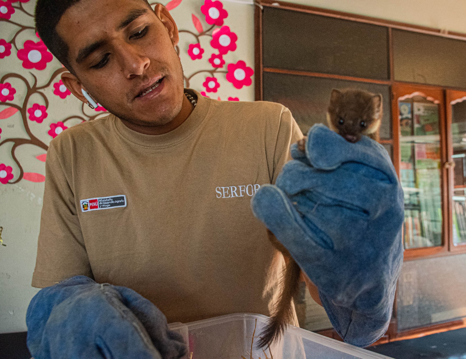 Rescatan hurón silvestre dentro de una vivienda en el Cercado de Arequipa