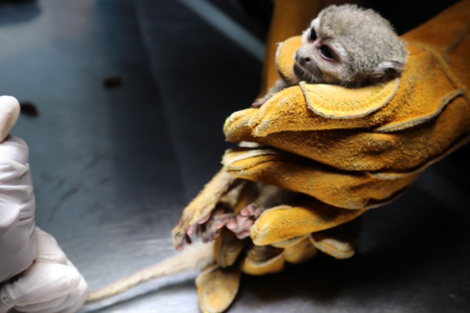 Mono abandonado y maltratado es rescatado en Arequipa