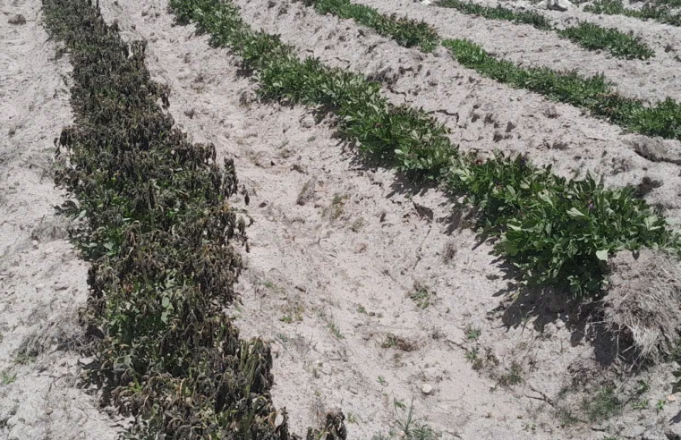 Sequía perjudicaría a 3 mil hectáreas afectando a 500 productores en Tuti