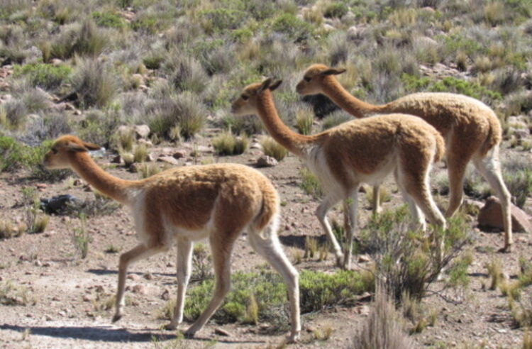 Día Mundial de la Vida Silvestre: Arequipa y el reto de frenar el tráfico ilegal de fauna