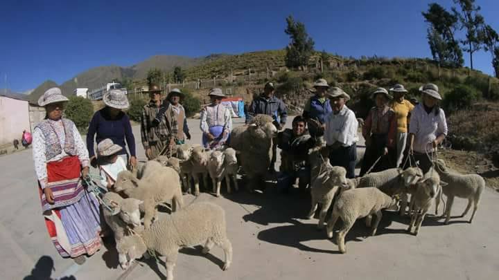 Autodema impulsa la sanidad animal y el mejoramiento genético en zonas altoandinas