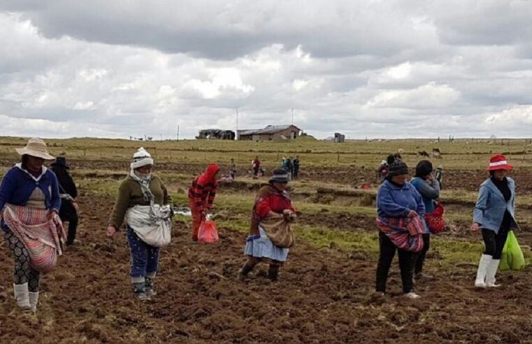 Migración juvenil deja a más de la mitad de comunidades campesinas en manos de adultos mayores en Arequipa
