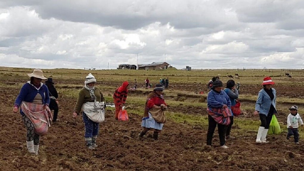 Migración juvenil deja a más de la mitad de comunidades campesinas en manos de adultos mayores en Arequipa