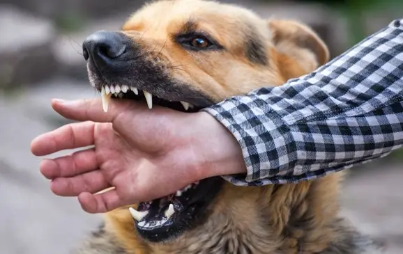 Un perro atacó a 15 niños dentro de un colegio en Majes