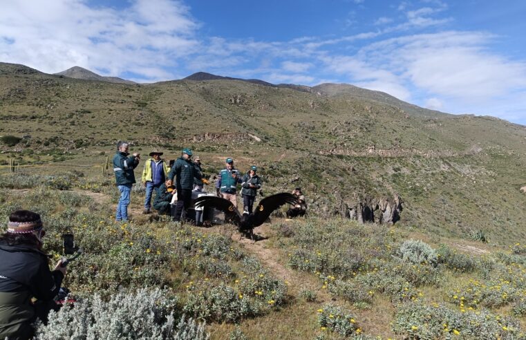 Liberan y monitorean con tecnología a “Chaska”, cóndor andino