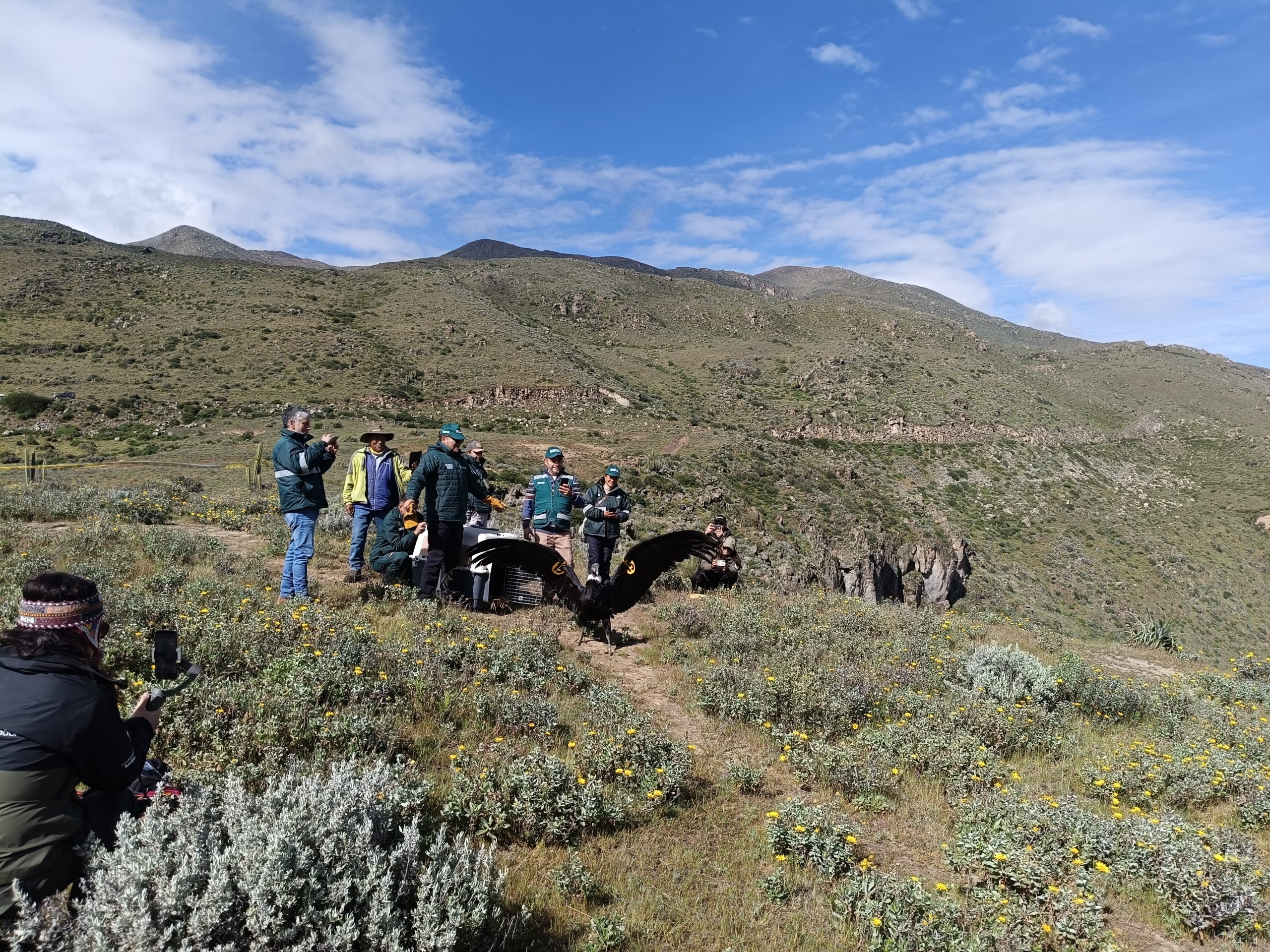 Liberan y monitorean con tecnología a “Chaska”, cóndor andino