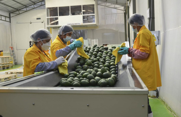 Agroexportaciones crecen 6.7% y superan los US$ 2 220 millones