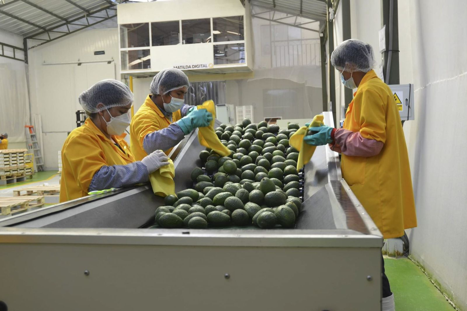 Agroexportaciones crecen 6.7% y superan los US$ 2 220 millones