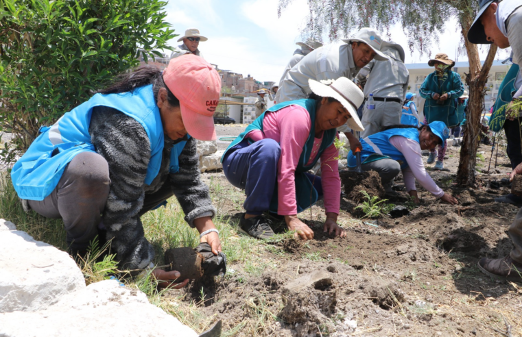 Arequipa busca recuperar masa arbórea tras décadas sin parques de gran escala