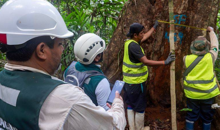 Serfor autoriza retiro de cobertura forestal para exploración minera en San Martín